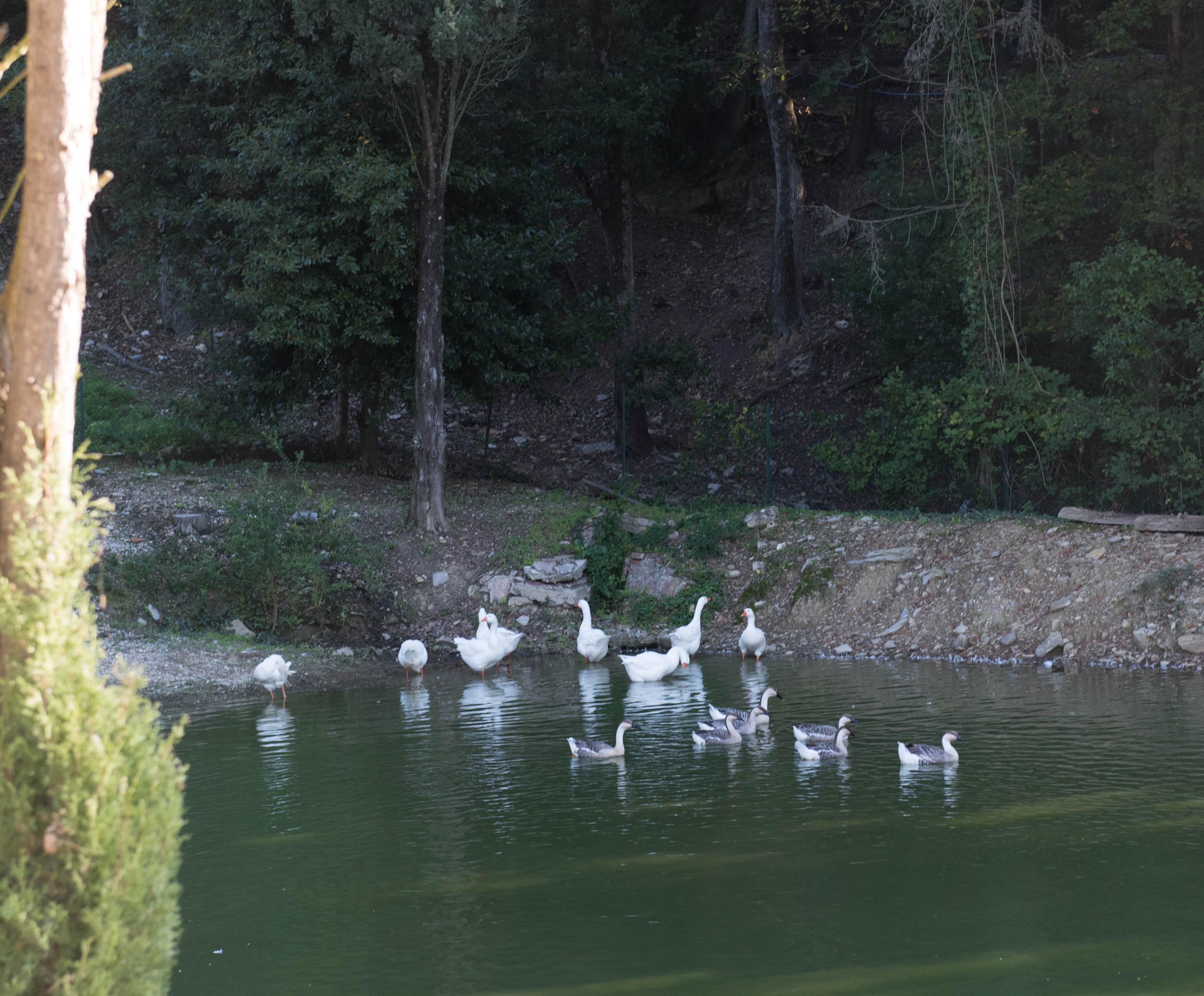 Tenuta La Bandita Sassetta Exterior foto